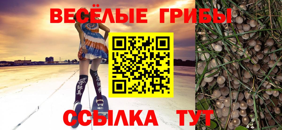 Псилоцибиновые грибы Psilocybe Советская Гавань
